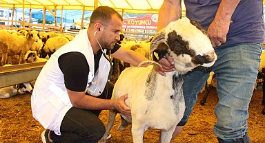 Samsun'da veteriner kontrolünde kurban satışı