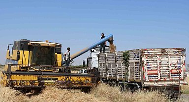 Şanlıurfa'da buğday hasadı başladı