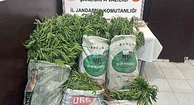 Şanlıurfa'da ekili 2 bin 200 kök kenevir ele geçirildi