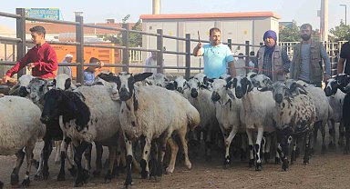 Şanlıurfa'da kurban pazarları hareketlendi