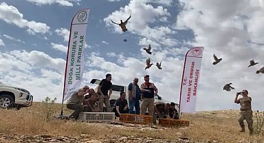 Şanlıurfa'da yüzlerce kınalı keklik doğaya bırakıldı