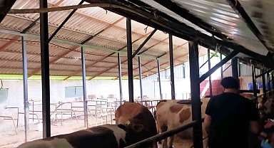 Şap hastalığında Çaycuma İlçe Tarım ve Orman Müdürlüğü'nden destek