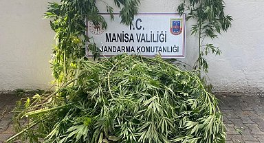 Sarıgöl'de 174 kök kenevir ele geçirildi