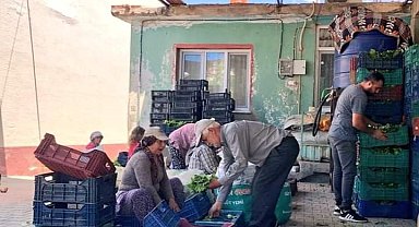 Sarıgöl'de taze yaprak alımları hız kazandı