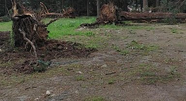 Sarıkamış'ta rüzgar ağaçları yerinden söktü