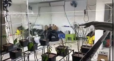 Sarıyer'de sera eve operasyon kamerada: 5 milyon liralık marihuana ele geçirildi