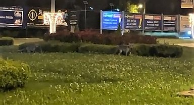 Şehir merkezinde tilkileri gören şaşkına döndü