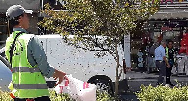 Şehrin göbeğinde arılar oğul verdi