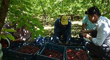 Selendi'de kiraz hasadı başladı