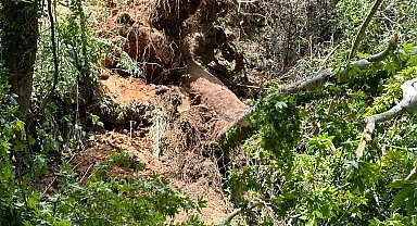 Seydikemer'de üzerine ağaç devrilen turist öldü