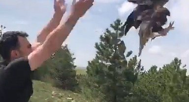 Sıcak çarptı, tedavisinin ardından doğaya salındı