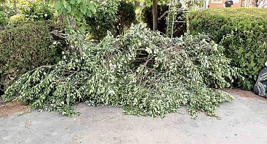 Siirt Üniversitesinde ağaç katliamı tepkilere neden oldu