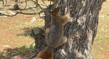 Siirt'te evinde sincap besleyen vatandaşa para cezası kesildi