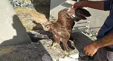 Siirt'te köylülerin bulduğu yaralı şahin tedaviye alındı