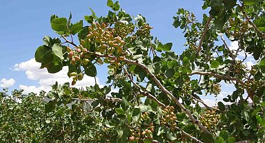 Siirt'ten ülke ekonomisine 10 milyar TL katkı