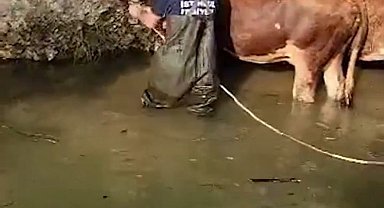 Şile'de dereye düşen 4 büyükbaş kurtarıldı