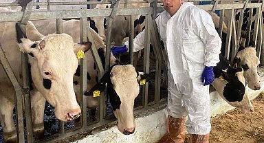 Simav'da ithal edilen hayvanların karantina, aşılama ve kan alma işlemleri