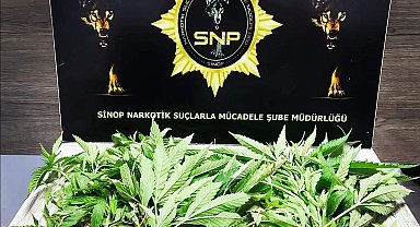 Sinop'ta 35 kök Hint keneviri ele geçirildi