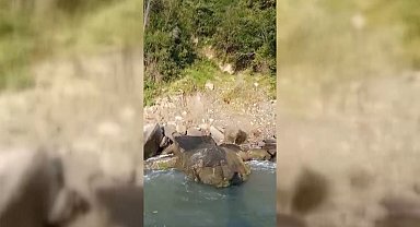 Sinop'ta amatör balıkçılar deniz karındaki yavru ayıları besledi