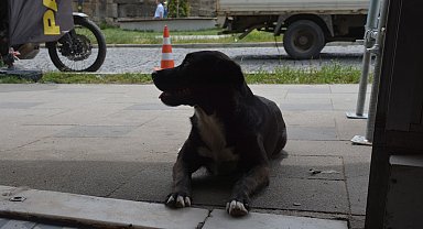 Sinop'ta esnafın maskotu olan "pati" isimli köpek kuryelerle paket servisine çıkıyor