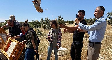 Şırnak'ta 600 kınalı keklik doğaya salındı