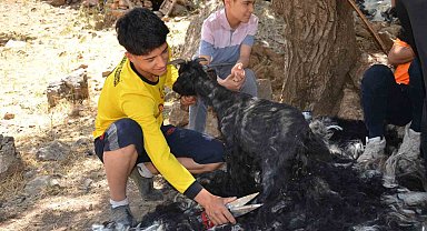 Şırnak'ta sıcak havalardan etkilenen oğlaklar kırkılıyor