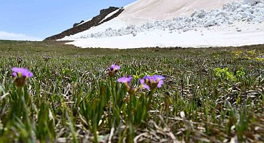 Şırnak'ta yılın son kardelenleri çiçek açtı