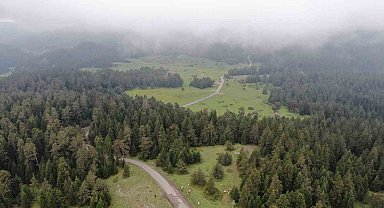 Sis ve yeşilin buluştuğu Kastamonu yaylalarında kartpostallık görüntüler oluştu