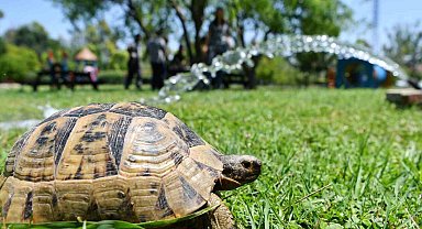 Site bahçesine giren kaplumbağa ekipleri alarma geçirdi