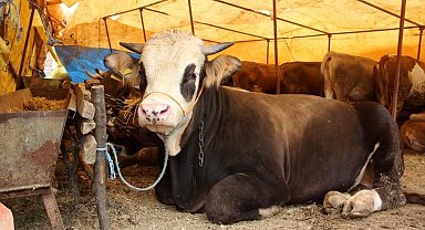 Sivas İl Tarım ve Orman Müdürlüğü uyardı