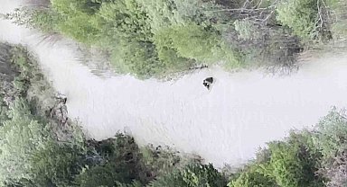 Sivas'ta ayının yavrusunu ağzına alıp nehirden geçirdiği anlar kamerada