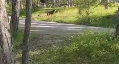 Soğuksu Milli Parkı'nda piknikçilere ayı şoku