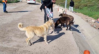 Sokak hayvanları için sosyal sorumluluk projesi