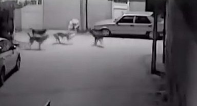 Sokak köpeklerinin kediyi parçalama anı saniye saniye görüntülendi