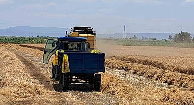 Söke Ovası'nda Buğday hasadı gecikmeli de olsa başladı