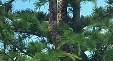 Sosyal medyada paylaşılan anakonda büyüklüğündeki yılan paniğe neden oldu, gerçek itfaiye ekiplerin gelmesiyle ortaya çıktı