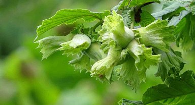 Soydan: "Fındıkta rekolte tahminleri açıklamak için erken"