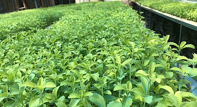 Stevia bitkisi, başta Amerika Birleşik Devletleri başta olmak üzere ihraç edilmeye başlandı