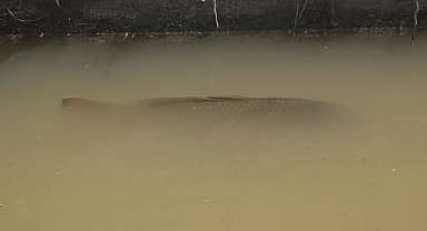 Su kanalındaki 4 kiloluk balıklar görenleri şaşırttı