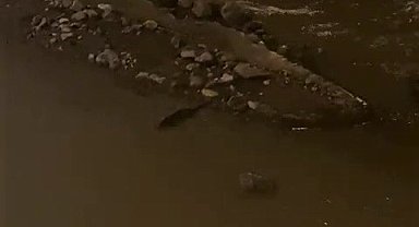 Su samuru balık avlarken görüntülendi