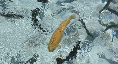 Su ürünleri üretimi 2022 yılında yüzde 6,2 arttı