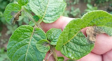 Şuhut'ta aşığı sağanak yağış mantar hastalığına sebep oldu