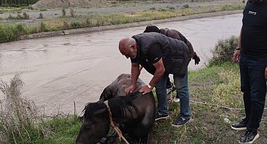 Sulama barajına düşen at kurtarıldı
