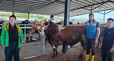 Suluovalı besiciler bayram ediyor: "Bu sene kurbanda para kazandık"