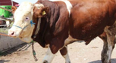 Sungurlu'da 1.2 tonluk yiğit, 135 bin liraya satıldı