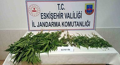 Şüpheli şahısların ev ve eklentilerinde 38 kök kenevir bitkisi bulundu