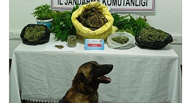 Şüpheli şahsın evinde 223 kök kenevir ve 1 kilo 895 gram kubar esrar ele geçirildi