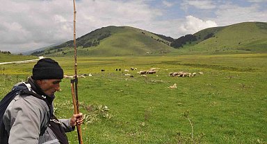 Sürünün peşinde 40 yıl geçirdi: Her gün kilometrelerce yol kat ediyor