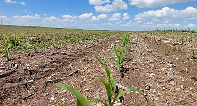 Süt mısır ekimi başladı