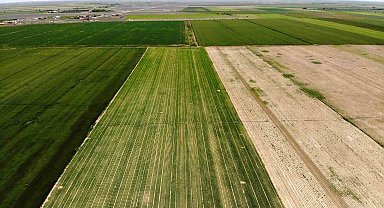 Tahıl ambarı Konya Ovası'nda kademeli havuç ekimi sürüyor